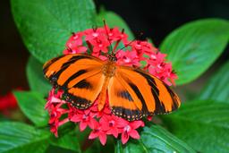 orange tiger butterfly on flowers la paz waterfall gardens