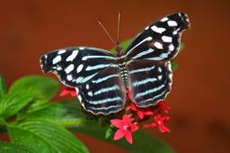 banded purple wing butterfly on flowers la paz