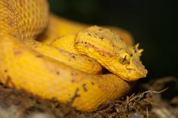 yellow pit viper monteverde 21