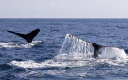 whale tails above sea 5