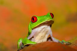 red eye green tree frog playa nicueza 7