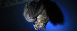 Fruit Eating Bat Mom at Bat Jungle Monteverde on April 14, 2013.