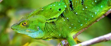 green-basilisk-basiliscus-plumifrons-tortuguero-3