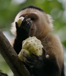 white faced monkey with noni 790300