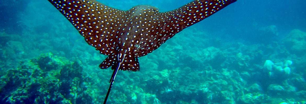 spotted eagle ray