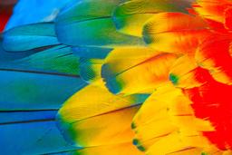 scarlet macaw feather colors
