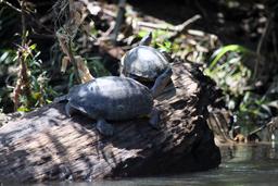 A pair of black turtles relaxes in the shade on March 11, 2013. It's one of Costa Rica's nine species.