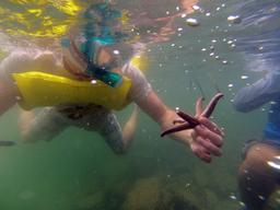 A snorkeler holds a star fish at the Whale's Tail in Ballena National Marine Park on August 23, 2013.