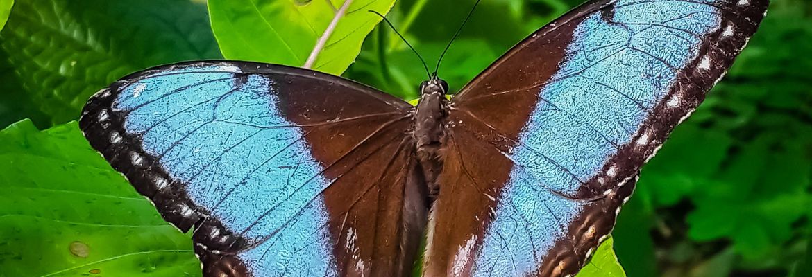 morpho helenor butterfly las palmas butterfly garden 2