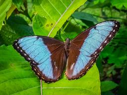 morpho helenor butterfly las palmas butterfly garden 2