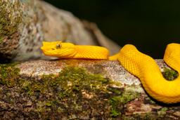 eyelashh palm pitviper snake on tree at cahuita national park