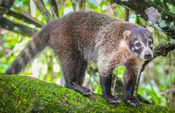 coati corcovado national park la leona station costa rica 6