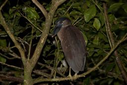 boat billed heron tortuguero