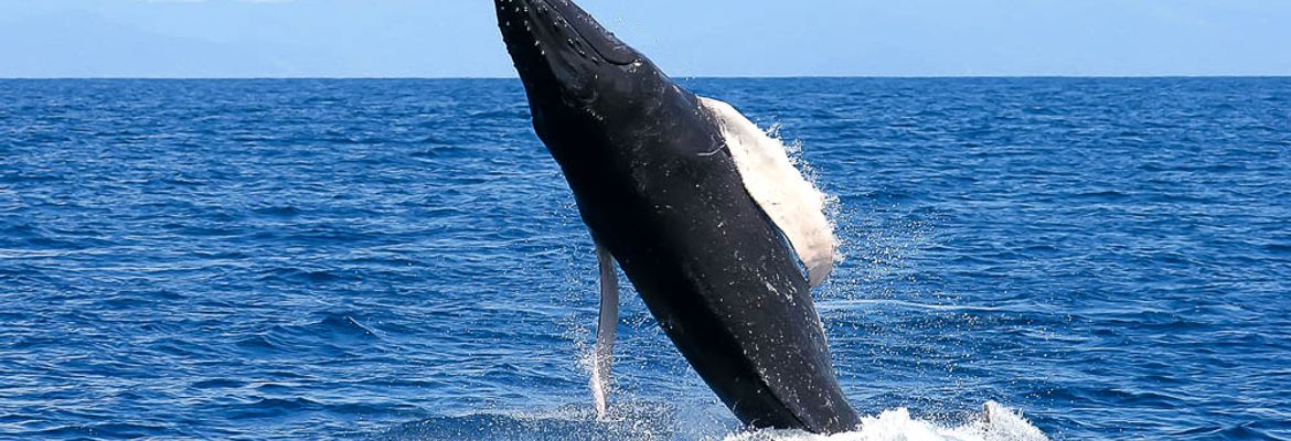 whale jumping body 3