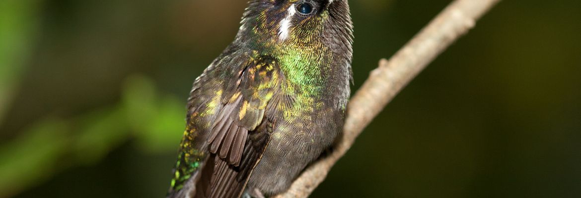 hummingbird perched on a branch monteverde