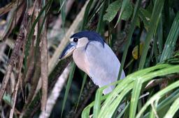 The rarely seen boat billed heron (a nocturnal hunter) perches on palm fronds in the shade on March 9, 2013.