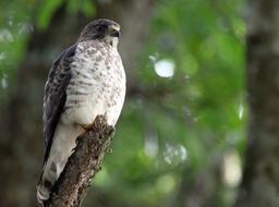A grey wing hawk perches above the river searching for prey on March 22, 2013.