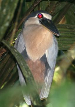 bird boat billed heron barra del colorado