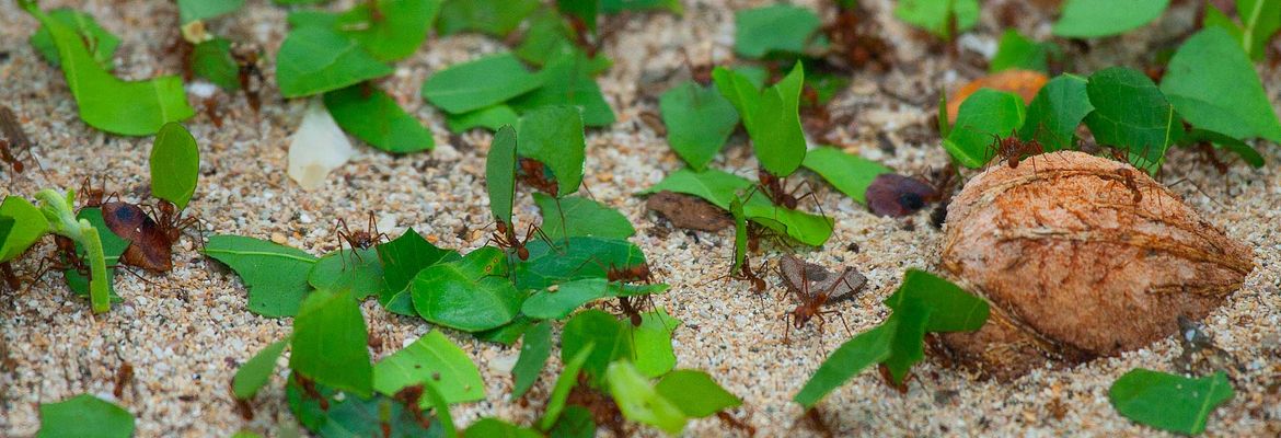 leaf cuter ants cahuita national park