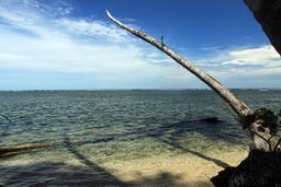 The trunk of a dead palm tree lurches out over the shore inside Cahuita National Park on Oct. 13, 2013.