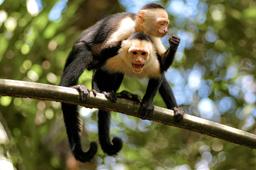 white face monkeys on branch tortuguero