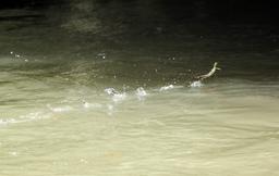 A baby emerald basilisk runs across the water on March 11, 2013. Also known as "Jesus Christ lizards", basilisks can run up to 40 miles an hour on the water's surface.