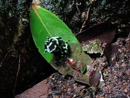 A black and green poison dart frog sits on a leaf at the Hacienda Baru Wildlife Refuge on August 21, 2013.