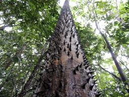 The trunk of a spiky cedar tree on August 20, 2013.