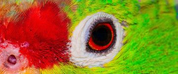 red-lored-parrot-ammazona-autumnalils-1
