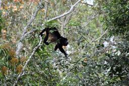 A howler monkey uses its prehensile tail to steady itself while crossing between trees on March 9, 2013. Named after the sound they make, howler monkeys are the second loudest animal on the planet.