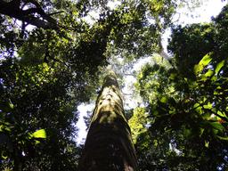 A hundred foot tall tree emerges from the top of the canopy inside Manuel Antonio's secondary rainforest on June 30, 2013.