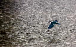 A female Amazon kingfisher in flight on March 9, 2013.