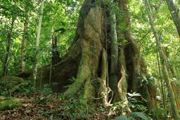 A two centuries old tree inside the primary rainforest of the Kekoldi Reservation on Oct. 6, 2013.