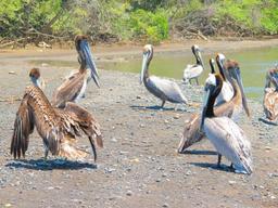 pelicans carara national park 2