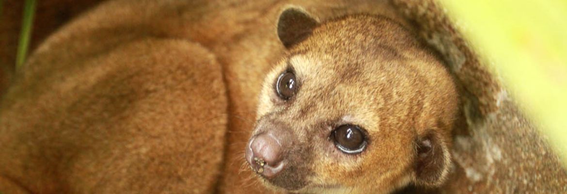 kids saving the rainforest attraction kinky the kinkajou 2