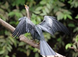 An anhinga dries its wings on a log after diving in the river searching for prey on March 9, 2013.
