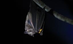 Fruit Eating Bat having lunch at the Bat Jungle Monteverde on April 14, 2013.