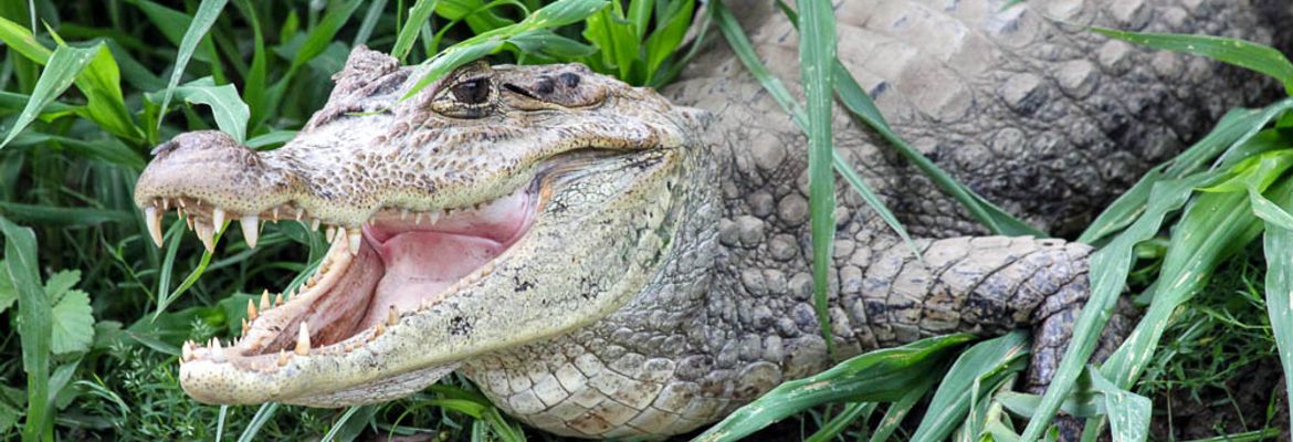 A caiman opens its mouth to cool off while sunbathing along the Frio River's shore on March 9, 2013.