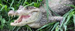 A caiman opens its mouth to cool off while sunbathing along the Frio River's shore on March 9, 2013.