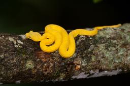 pitviper snake on a tree at cahuita national park