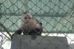 excited white face monkey 2