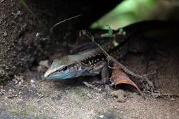 An anole lizard peers out from underneath the stairs at the farm on March 22, 2013.