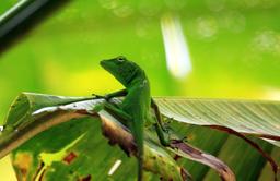 A green anole perches on the leaf of a pioneer plant along the Main Trail on June 30, 2013.