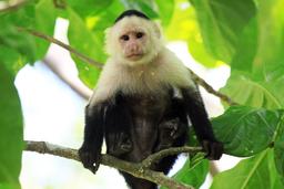 A capuchin monkey sits in a tree inside Cahuita National Park on Oct. 12, 2013.