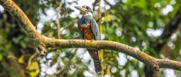 A ringed kingfisher perches on a tree branch above the Palma Canal on September 21, 2013.