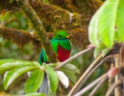 quetzal in monteverde