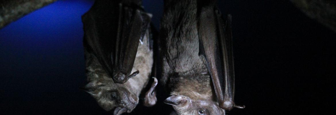 bat jungle bat pair 6