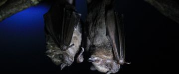 bat-jungle-bat-pair-6
