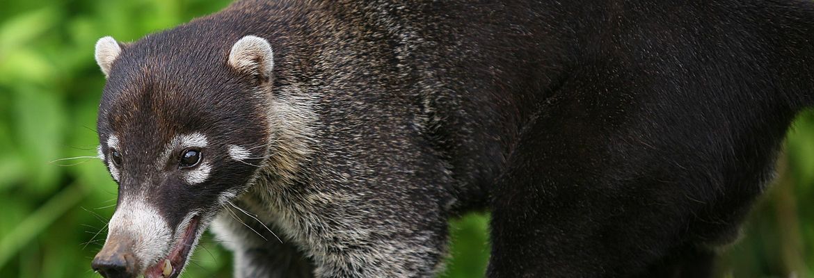 coati papagayo roaming around hotel