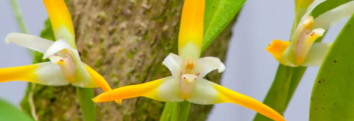 orchids lankaster gardens